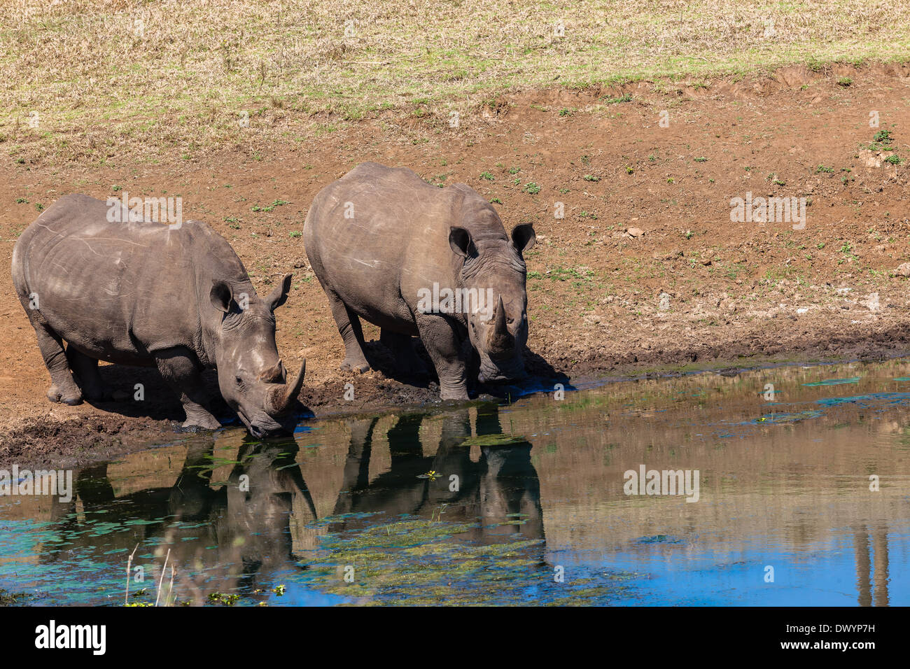 Nashörner Tiere trinken Wasserloch Spiegel Reflexionen Wildpark Safari. Stockfoto