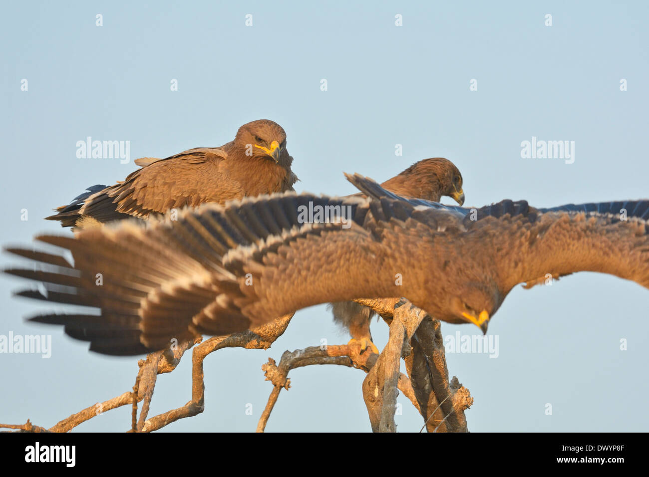 Steppe Adler (Aquila Nipalensis) in Rajasthan, Indien Stockfoto