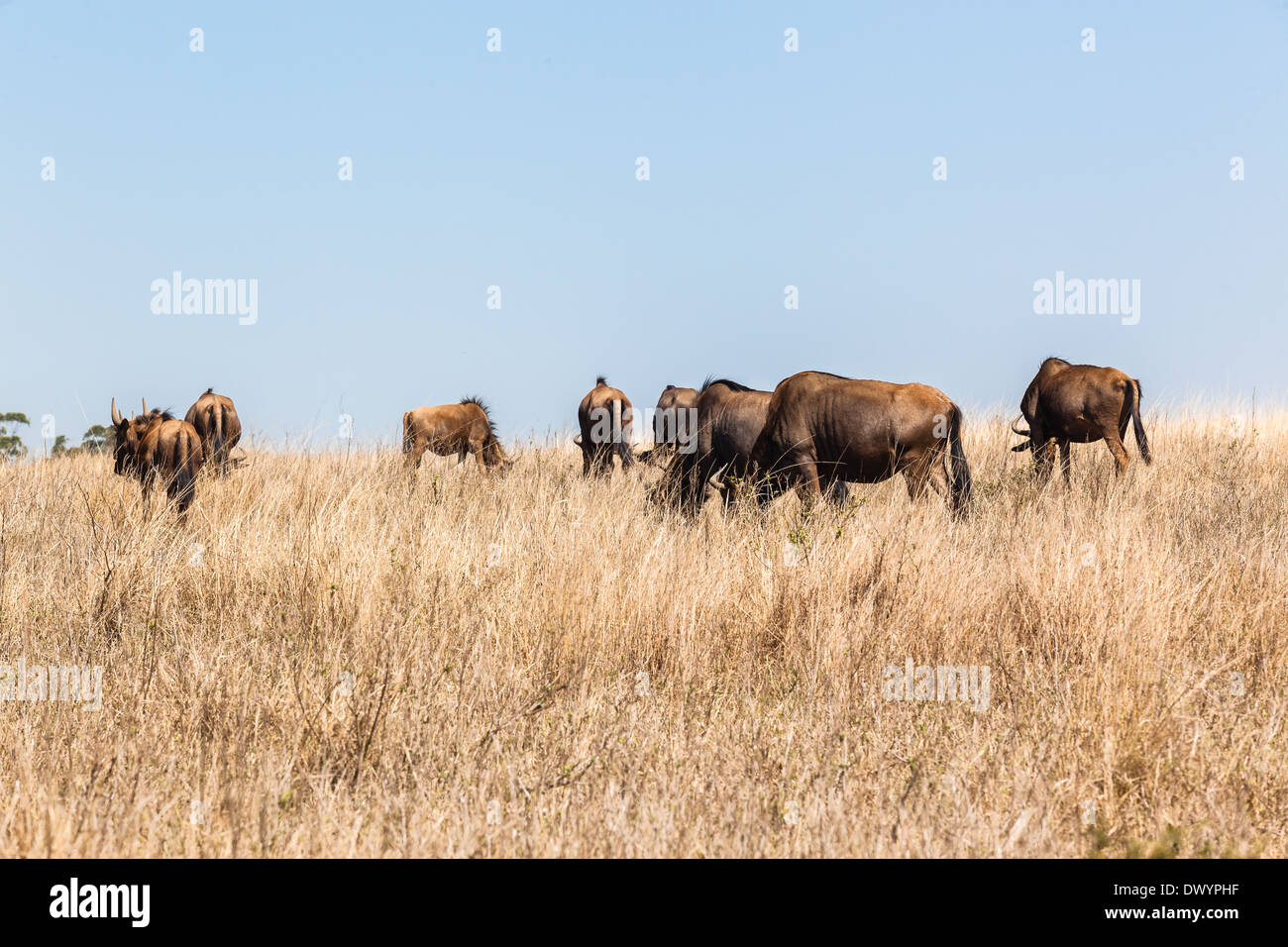 Herde von Gnus Wildtiere auf trockenen Winter plateau Stockfoto