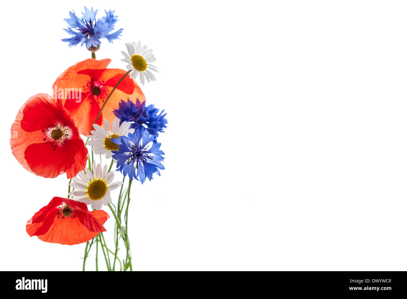 Bouquet von Wildblumen - Margeriten, Mohn, Kornblumen - auf weißem Hintergrund, Studio-Aufnahme mit Textfreiraum Stockfoto