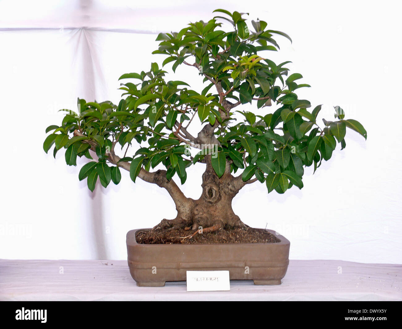 Ficus bonsai Stockfoto
