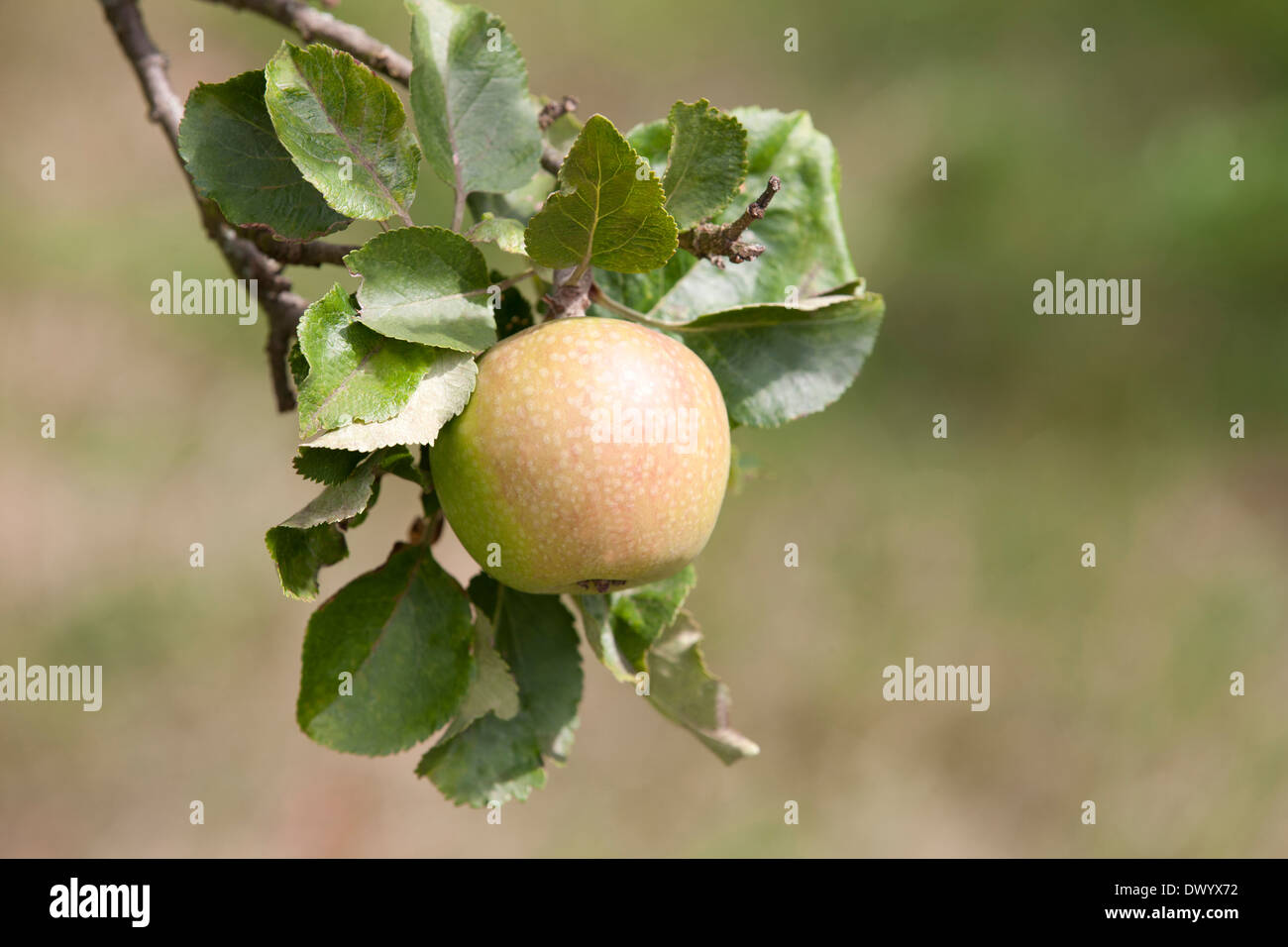 Ein Apfel auf einem Baum wachsen Stockfoto