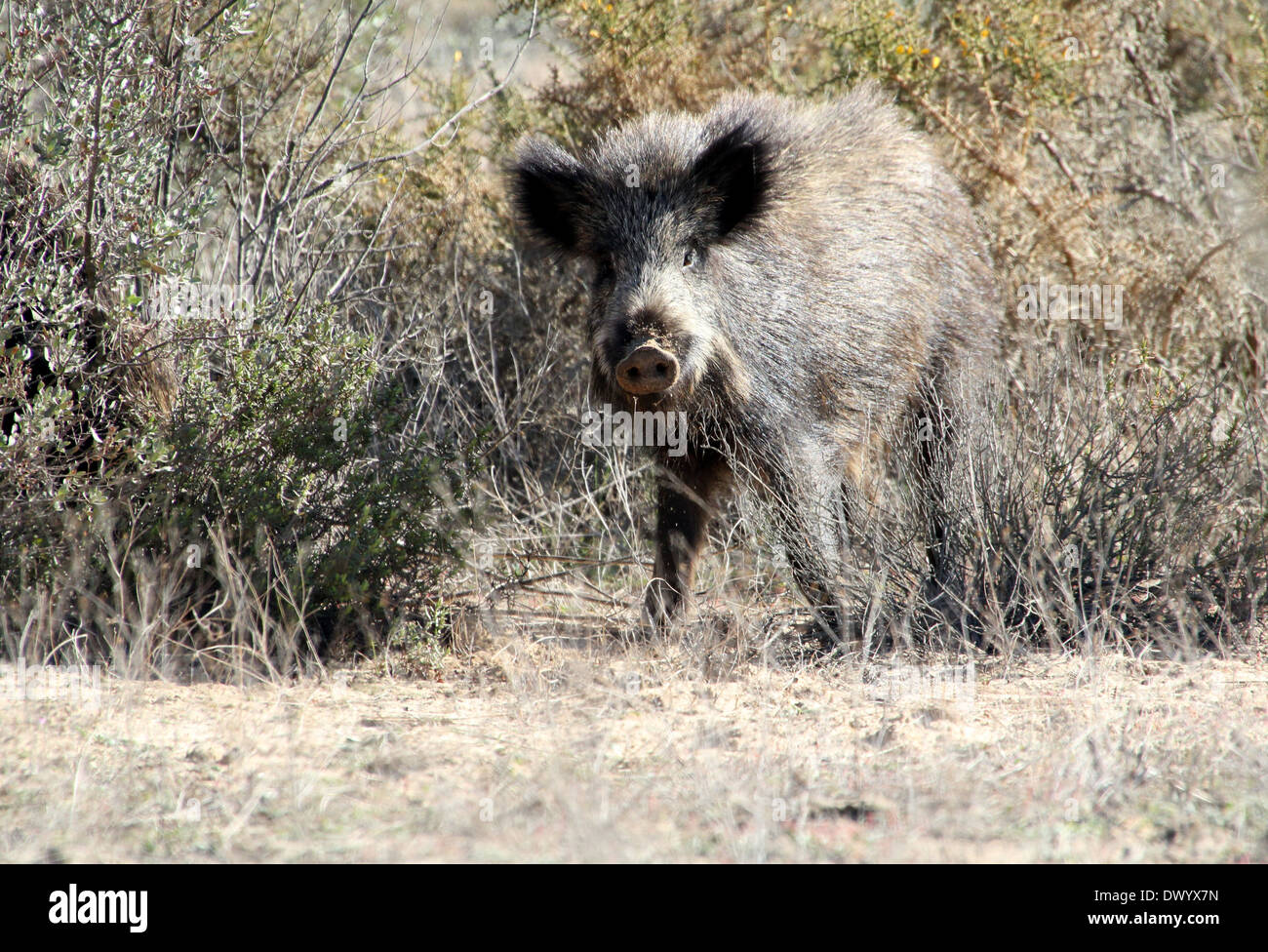 Nahaufnahme von einem Reifen Wildschwein (Sus Scrofa) begegnet in der freien Wildbahn in Südspanien Stockfoto