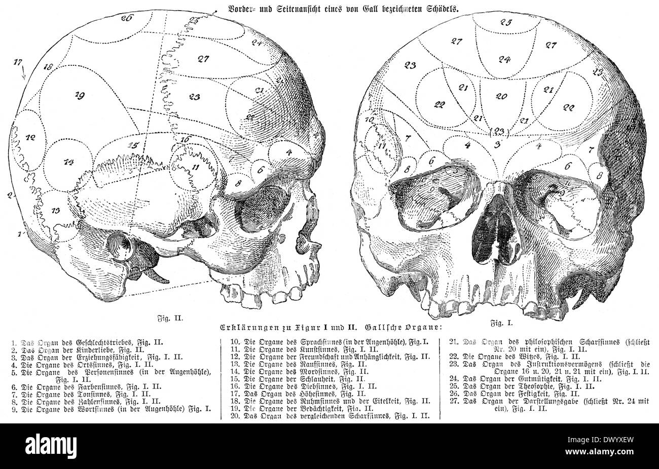 Menschlicher Schädel, anatomische Illustration von Franz Joseph Gall, 1758-1828, ein deutscher Arzt und Anatom Stockfoto