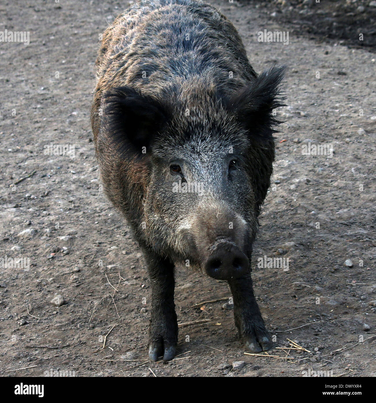 Nahaufnahme von einem Reifen Wildschwein (Sus Scrofa) Stockfoto