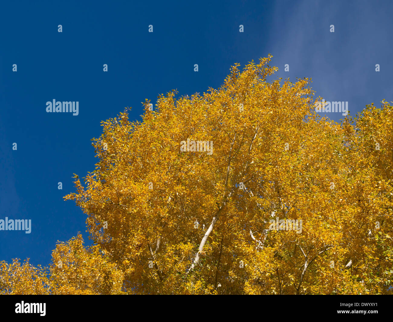 Gelbe und rote Herbst (Herbst) Farbe hinterlässt auf einer Pappel Baum gegen einen blauen Himmel, New Mexico, USA. Stockfoto