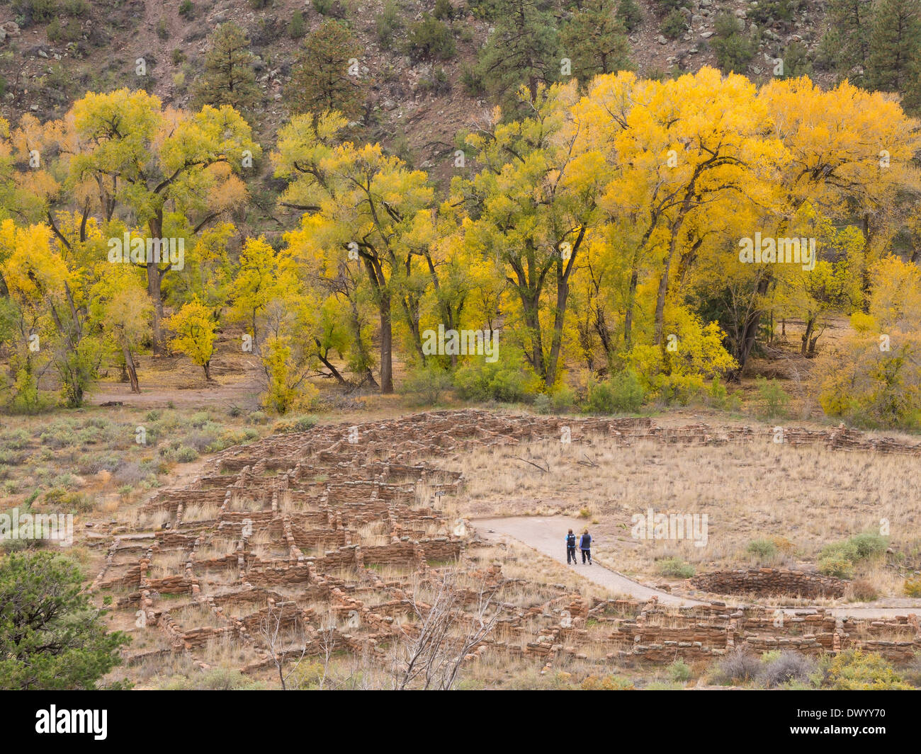 Cottonwood-Bäume in der Schlucht am Bandelier National Monument Park, New Mexico, USA. Stockfoto