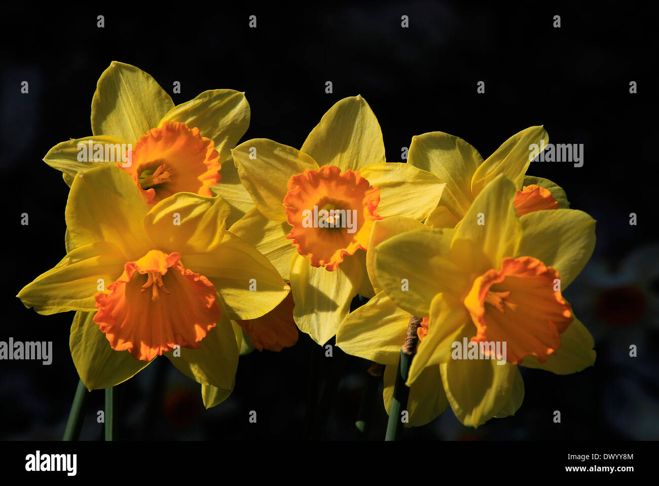 Narzissen in der Frühlingssonne Stockfoto