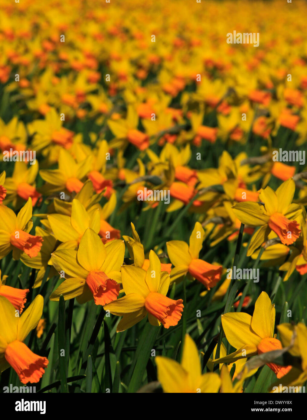 Eine Masse von Narzissen in der Frühlingssonne Stockfoto