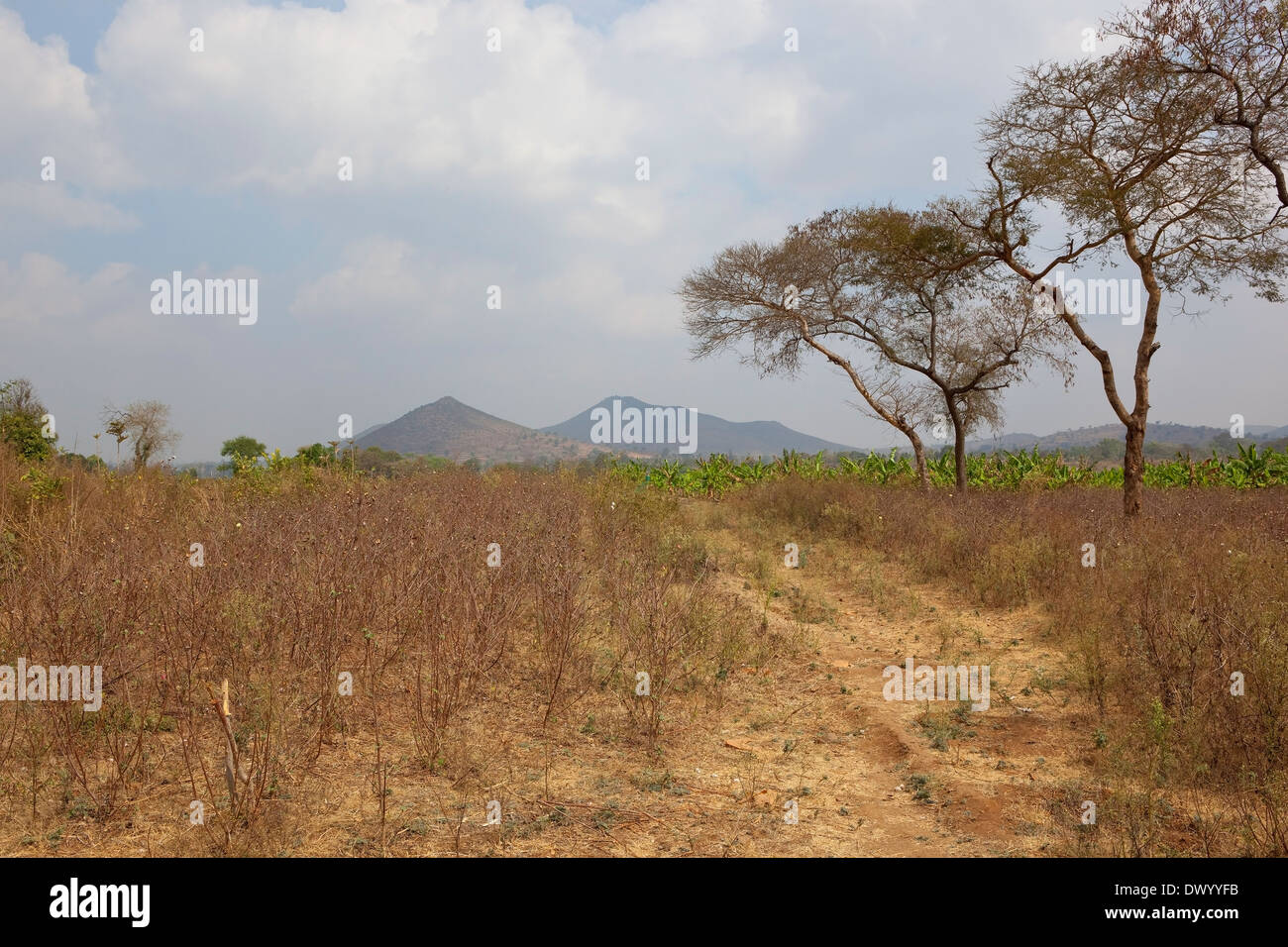 Bewölkter Himmel über Baumwollfelder und fernen Hügel in der kargen Landschaft von Karnataka Stockfoto