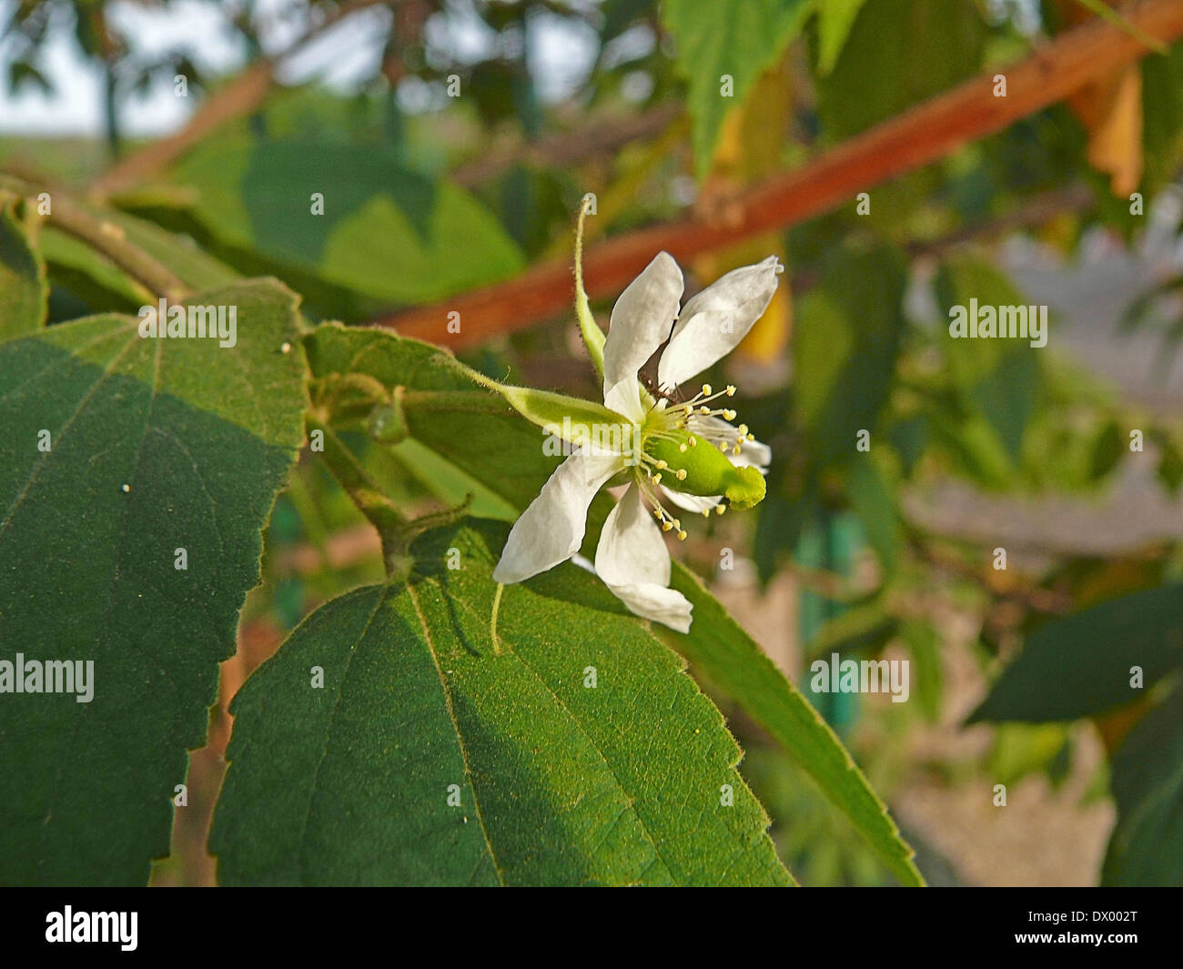 Muntingia Calabura, Jamaica Cherry, Panama Cherry, Singapur Cherry, Strawberry Tree, Marmelade Baum, Zuckerwatte berry Stockfoto