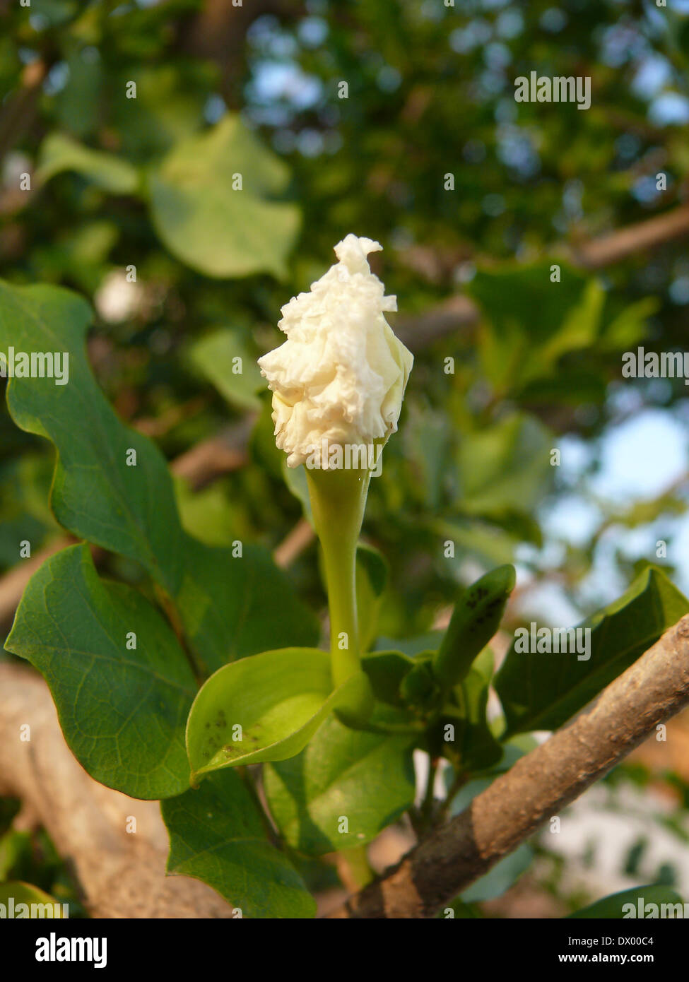 Blume des Dolichandrone sichelförmigem, Spathodea sichelförmigem, Medhshingi Stockfoto