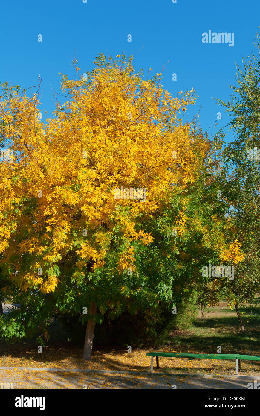 gelbe Baum in einem Park, Herbst Stockfoto