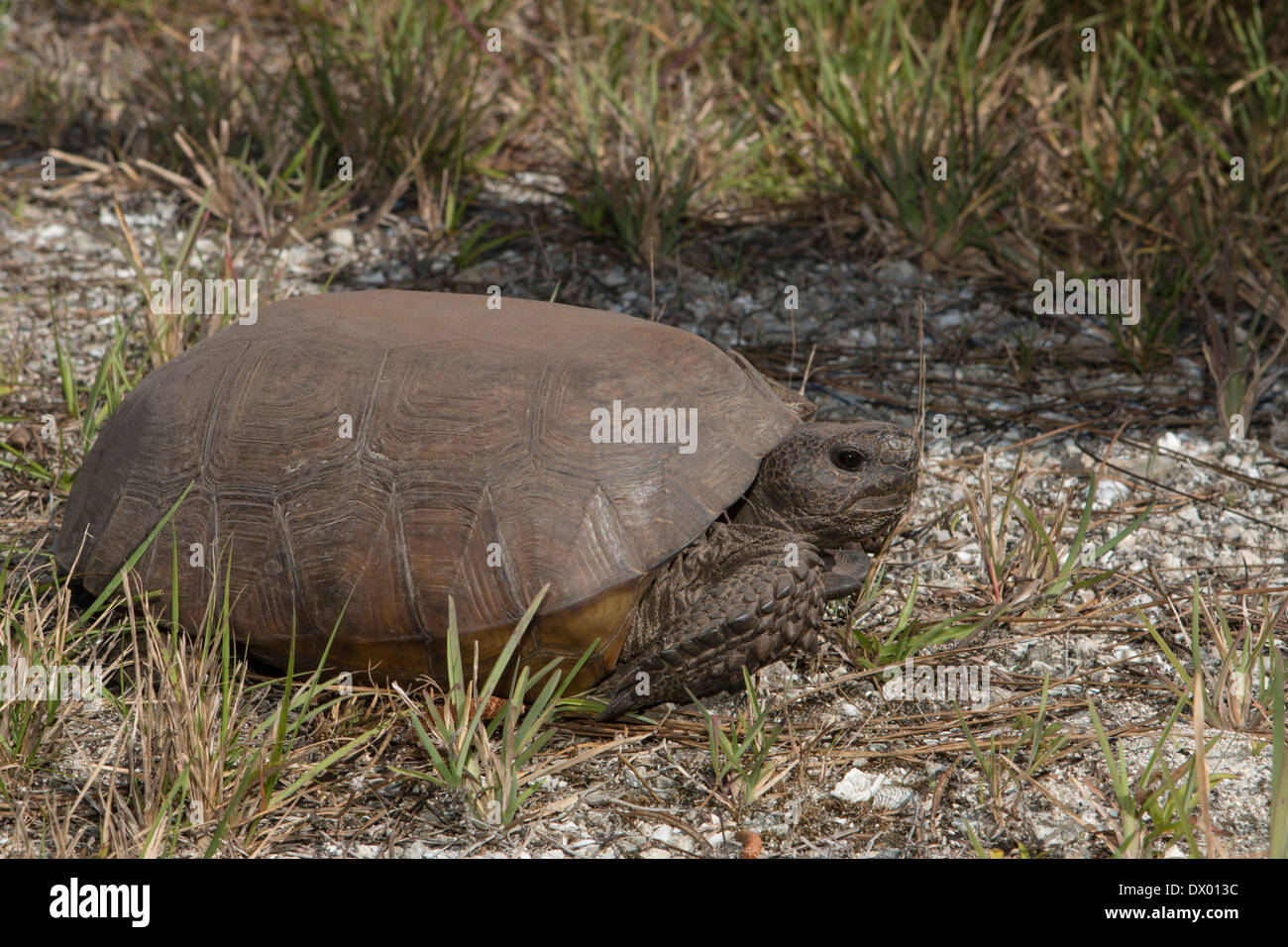 Gopher Schildkröte - Gopherus polyphemus Stockfoto