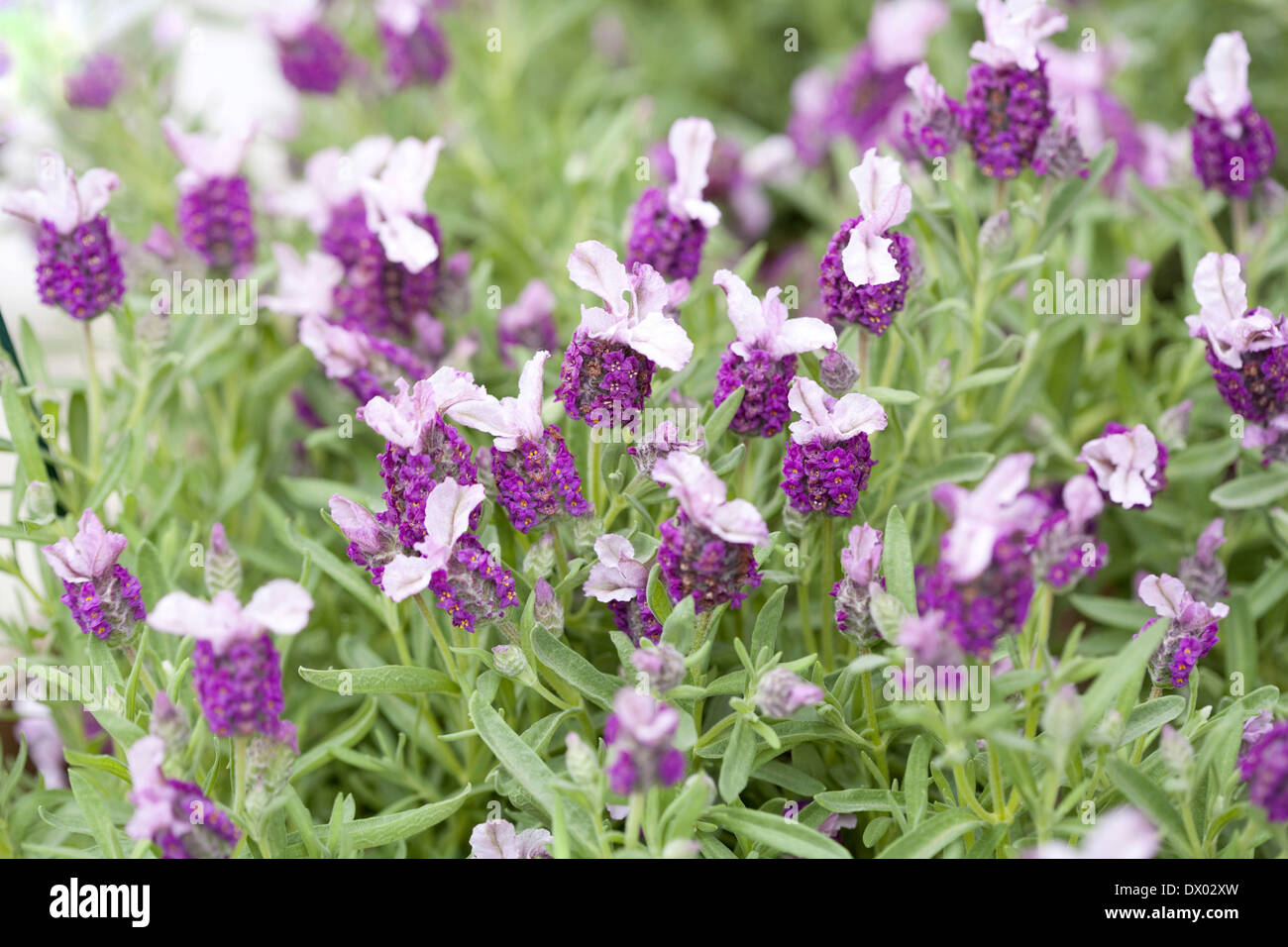 Lavendel Blumen Stockfoto
