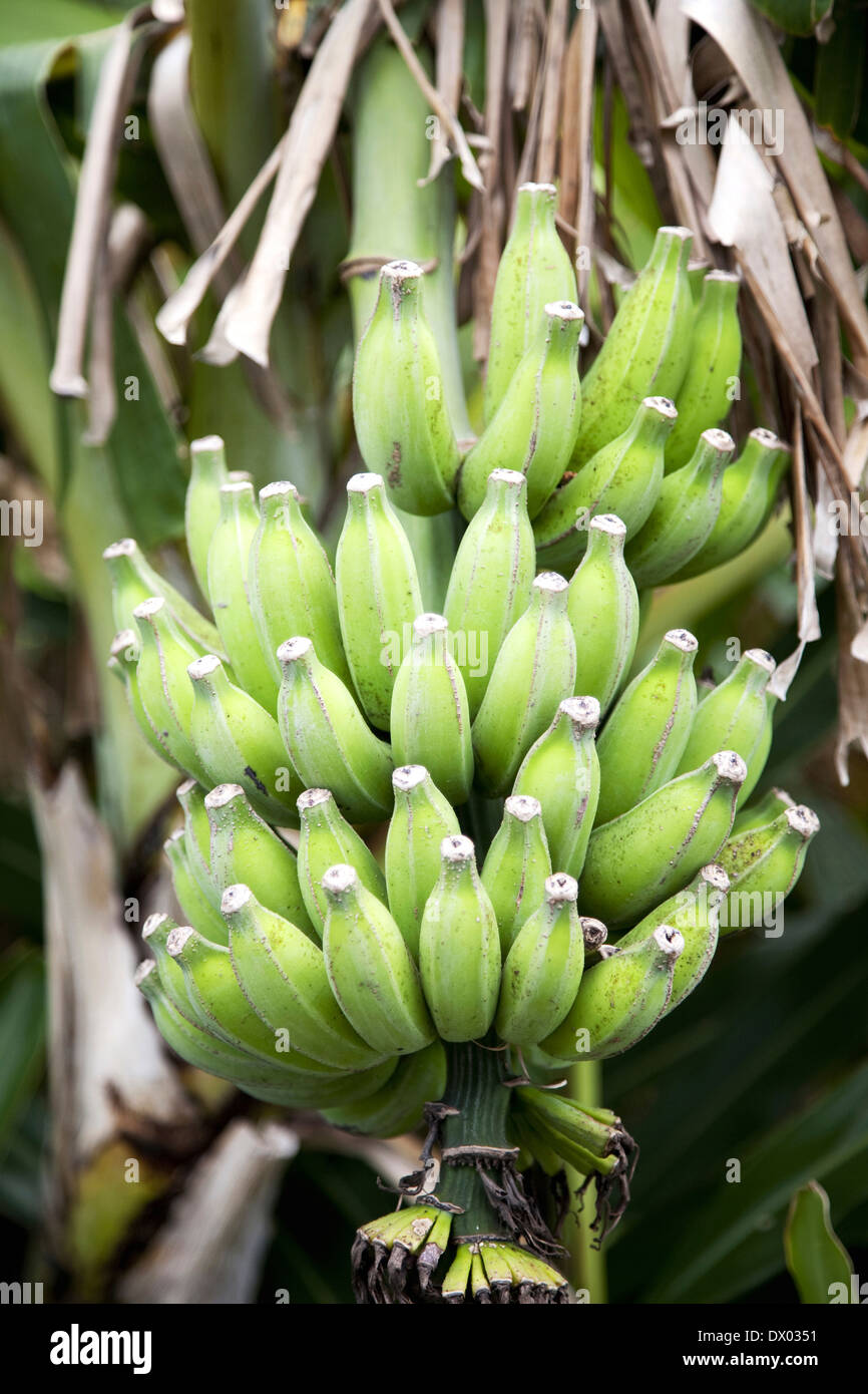 Bananenbaum Stockfoto