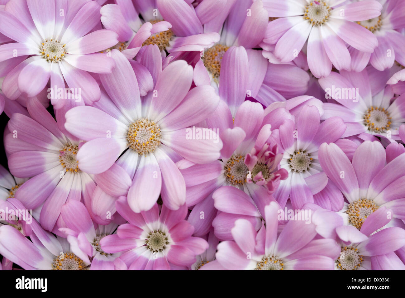 Marguerite daisy Stockfoto