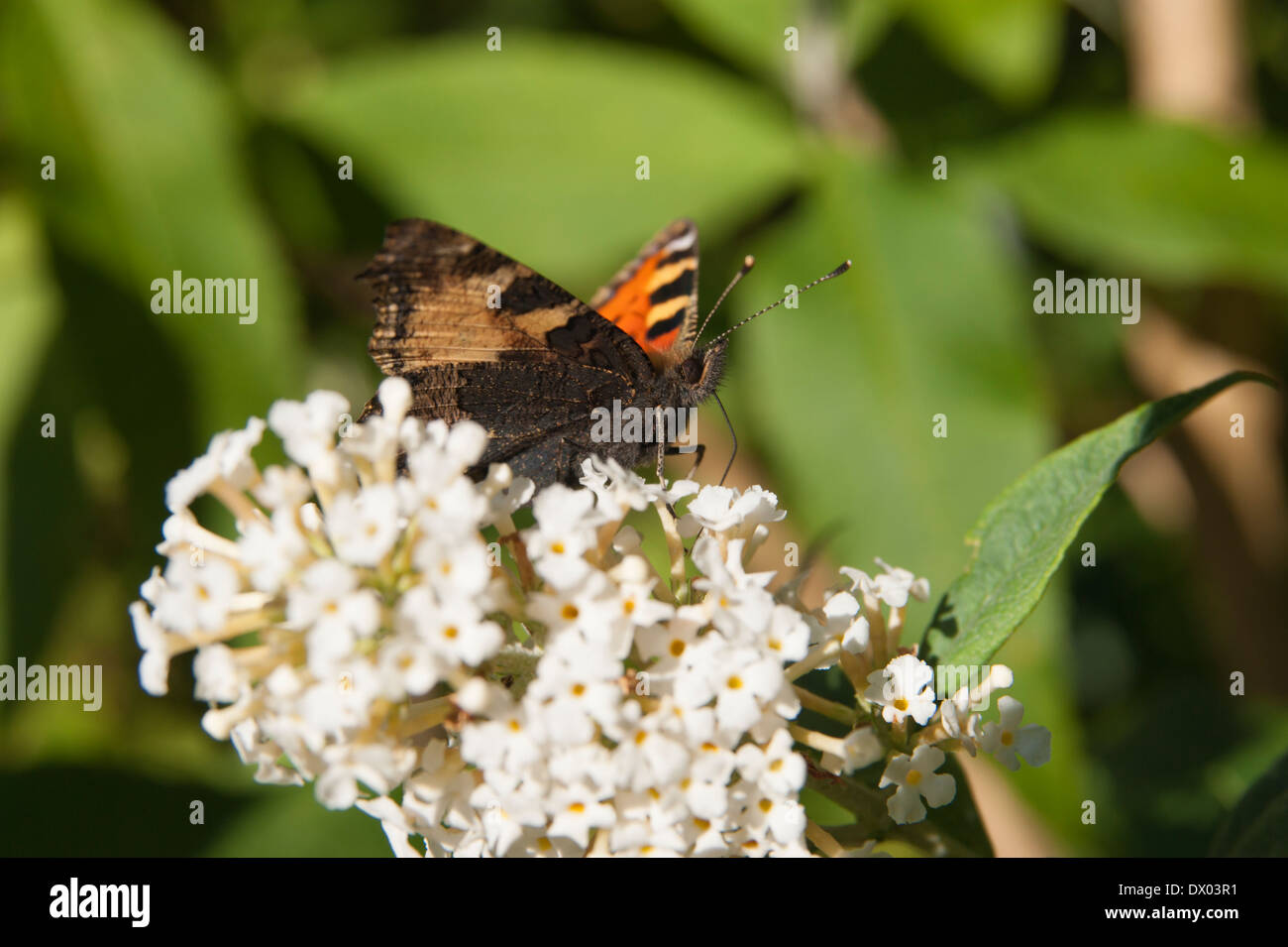 Kleine Schildkröte Schale Schmetterling auf einer weißen Sommerflieder Blume im Garten an einem sonnigen Tag Stockfoto