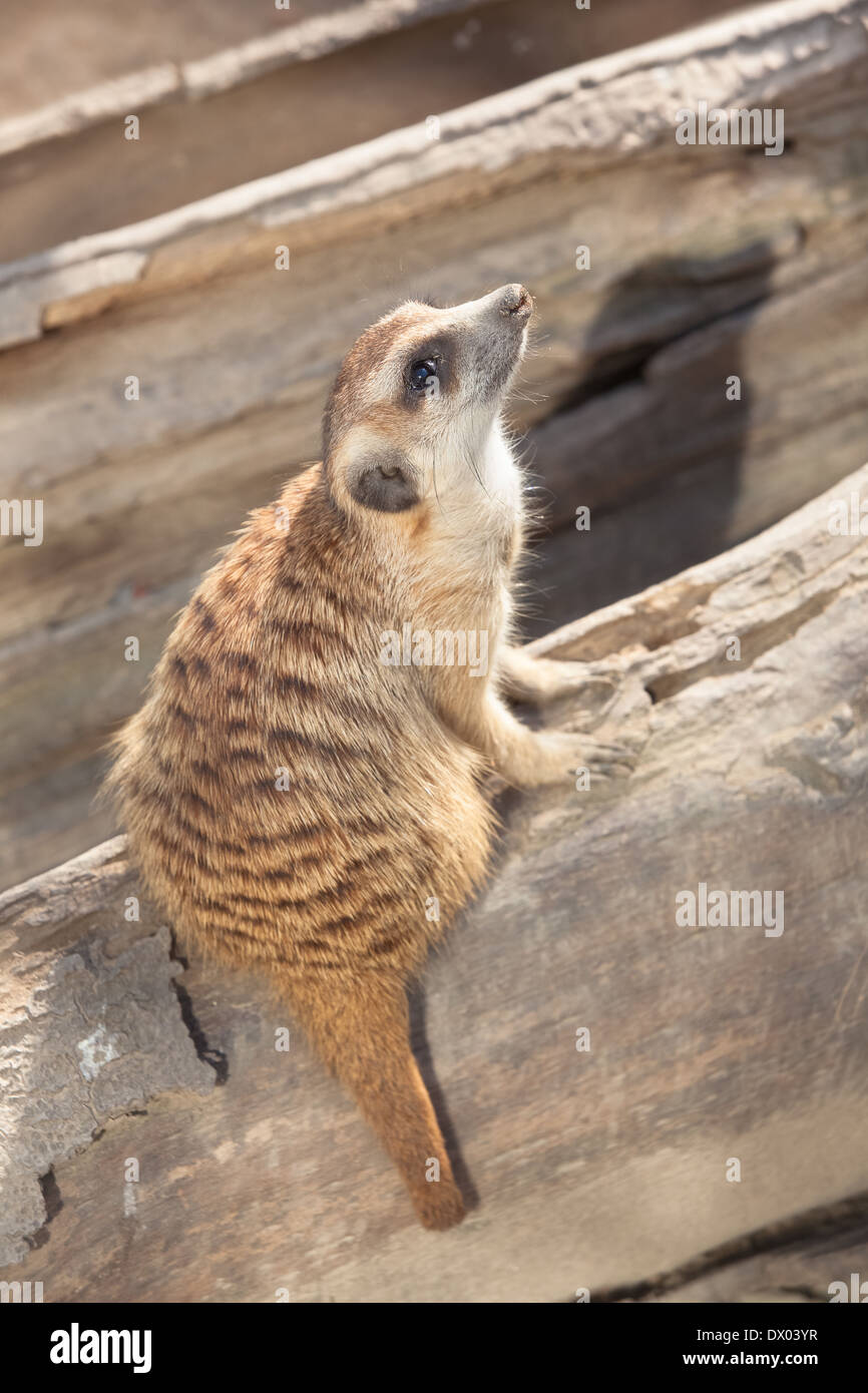 Erdm nnchen Die Erdm nnchen Oder Suricate Suricata Suricatta Ein erdm-nnchen-die-erdm-nnchen-oder-suricate-suricata-suricatta-ein