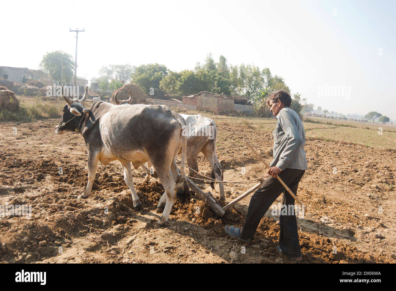 1 indische Bauern Woking in Plowed Feld Stockfoto