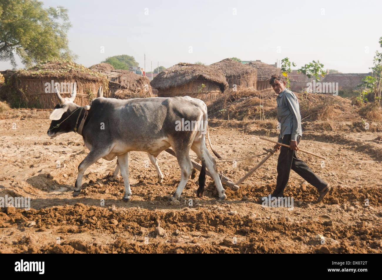 1 indische Bauern Woking in Plowed Feld Stockfoto