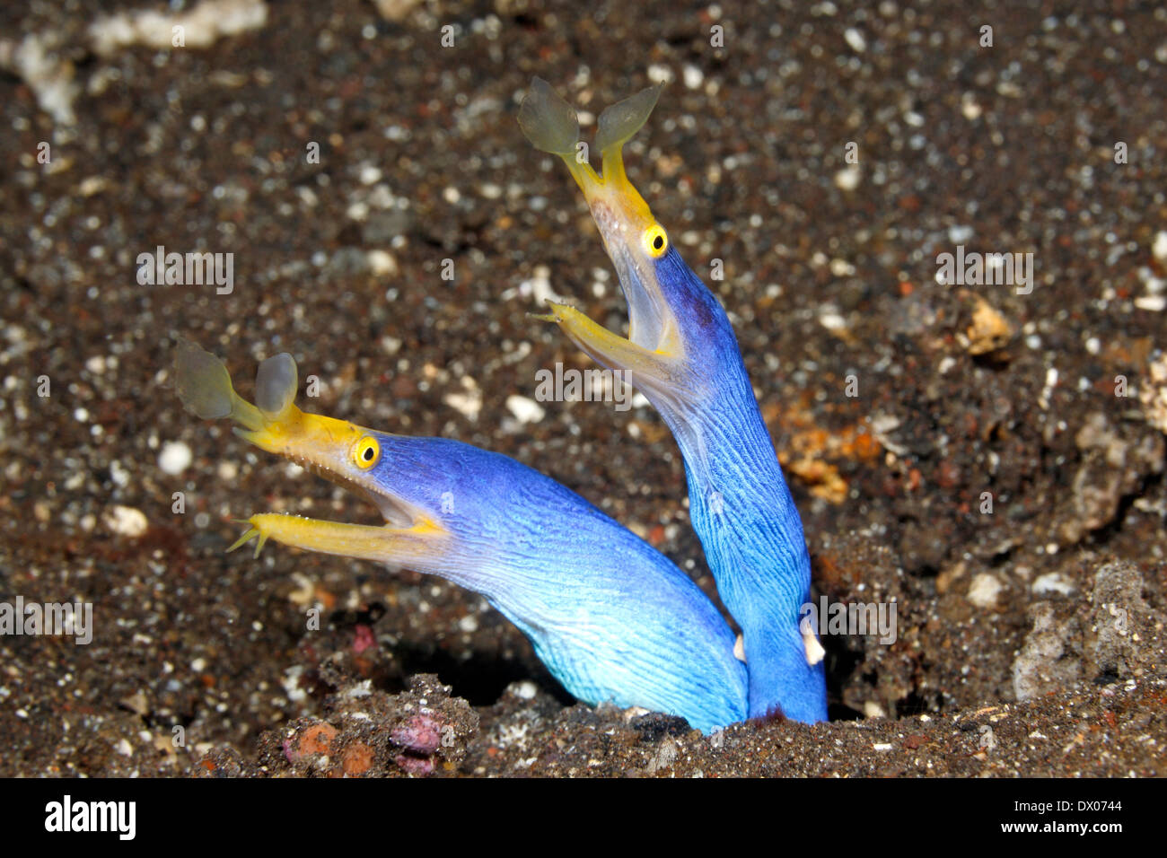Zwei Blue Ribbon Eels, Rhinomuraena Quaesita, teilen die gleichen Burrow. Tulamben, Bali, Indonesien. Bali Meer, Indischer Ozean Stockfoto