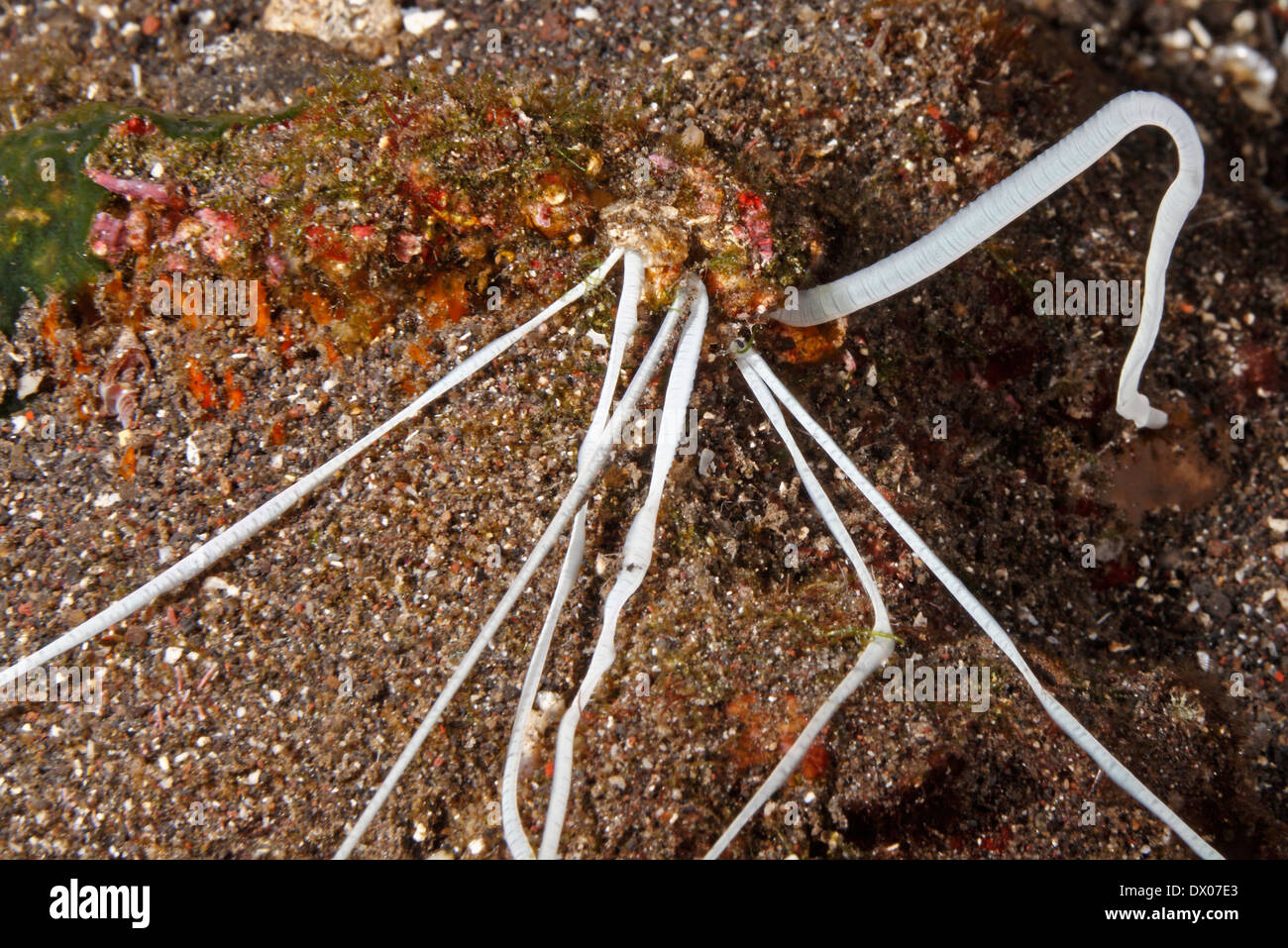 Weiße Fütterung Tentakel einer Medusa Spaghetti Wurm, Loimia medusa oder Eupolymnia crassicornis.. Tulamben, Bali, Indonesien. Bali Sea, Indischer Ozean Stockfoto