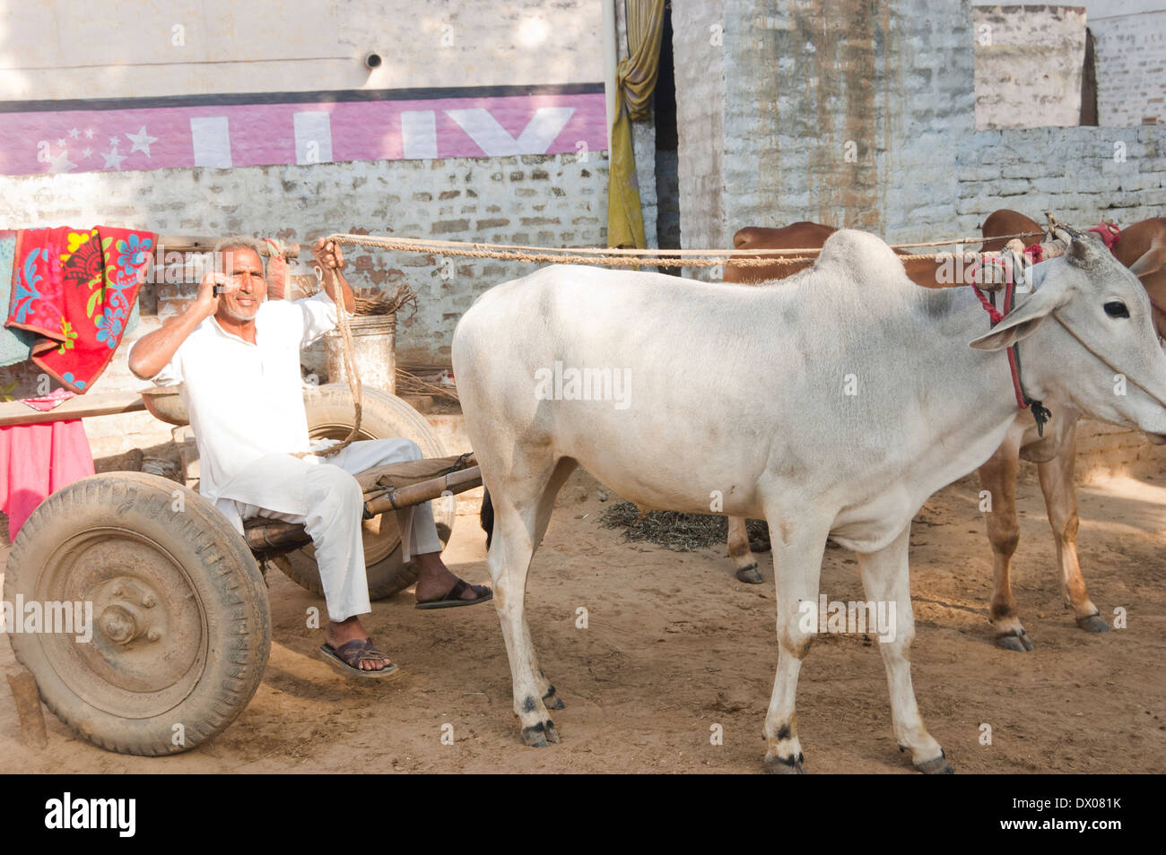 1 indische Bauern Ochsenkarren fahren Stockfoto
