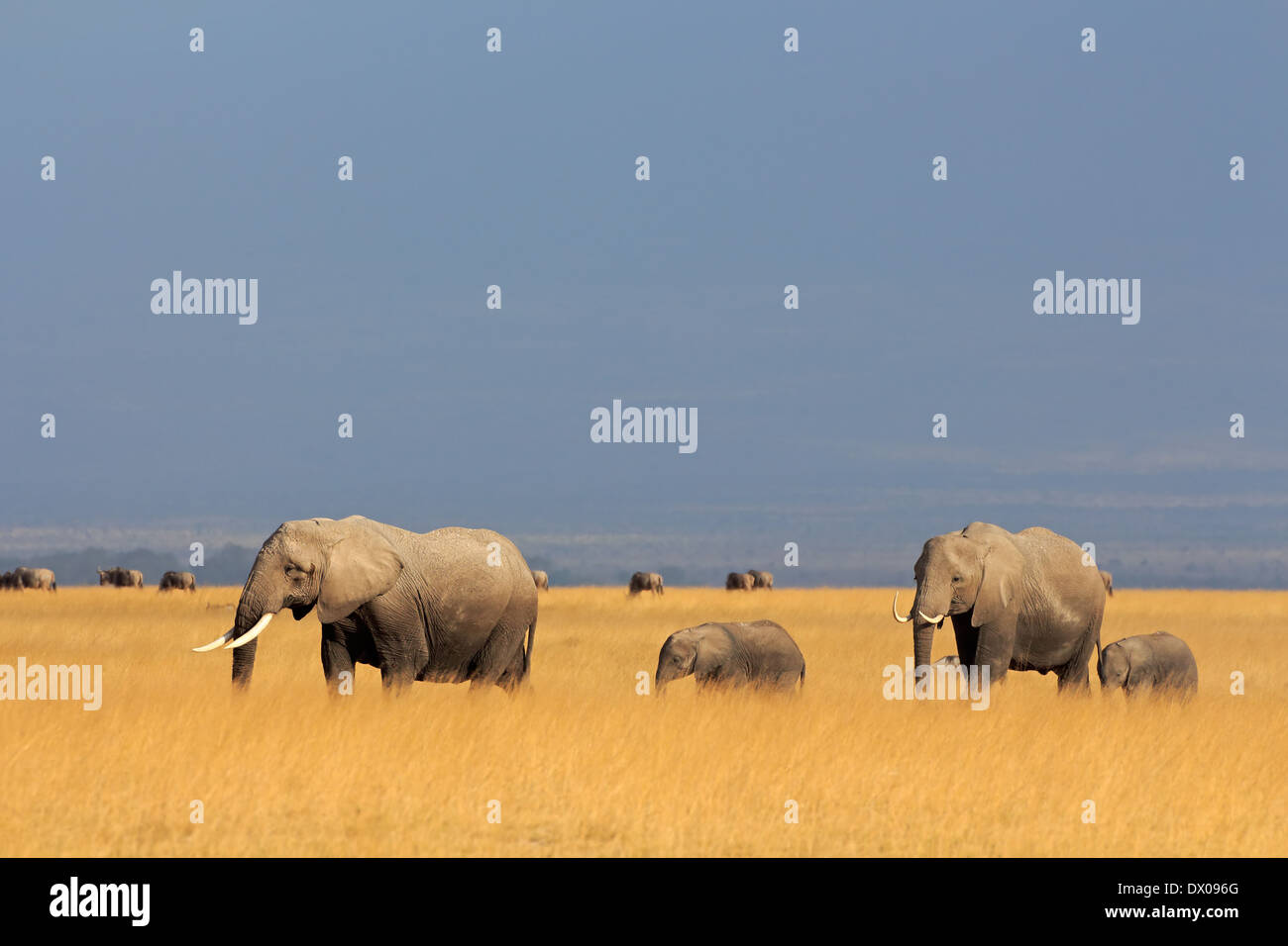Afrikanische Elefanten (Loxodonta Africana) Wandern in Grünland, Amboseli Nationalpark, Kenia Stockfoto