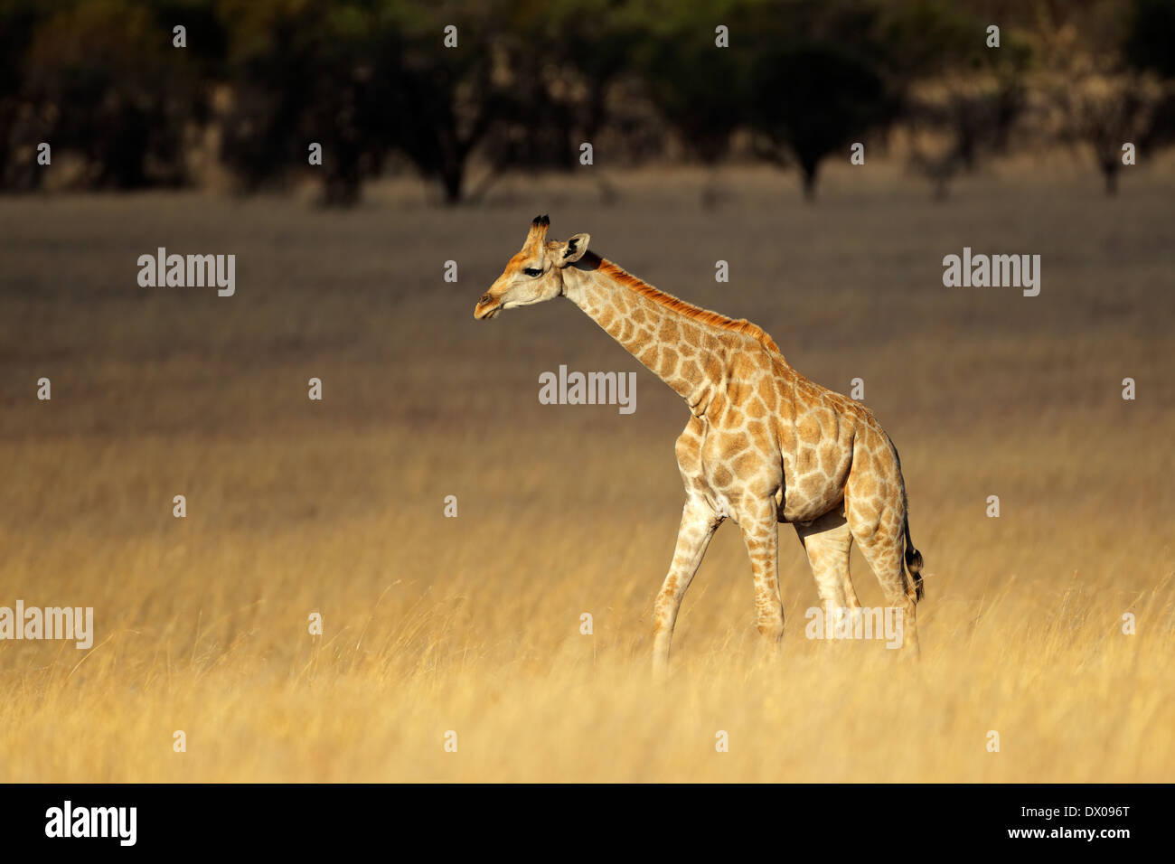 Giraffe (Giraffa Plancius) im offenen Grasland, Südafrika Stockfoto