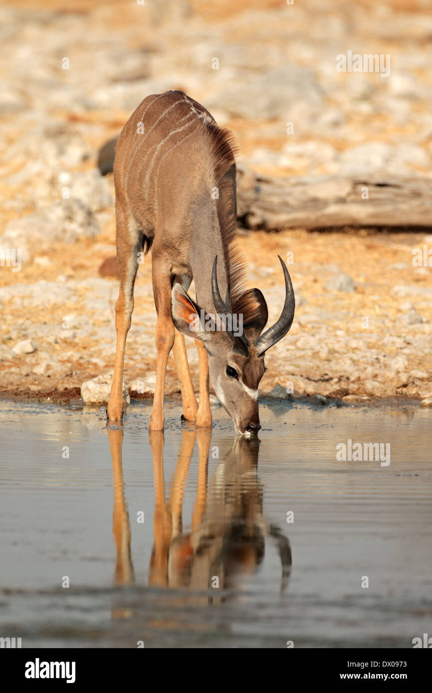 Kudu Antilope (Tragelaphus Strepsiceros) Trinkwasser, Etosha Nationalpark, Namibia Stockfoto