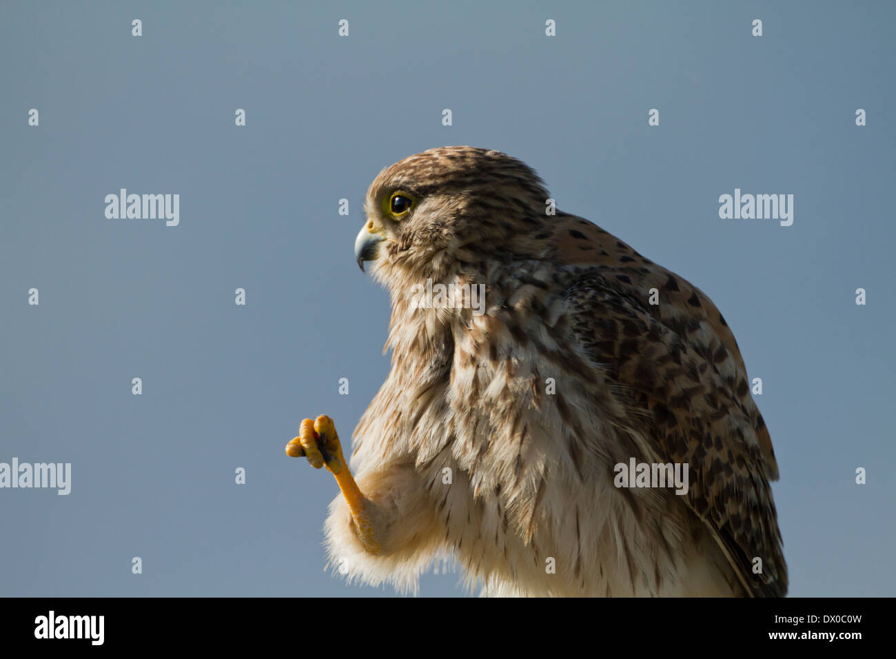 Turmfalken (Falco Tinnunculus) thront auf einem Ast Stockfoto