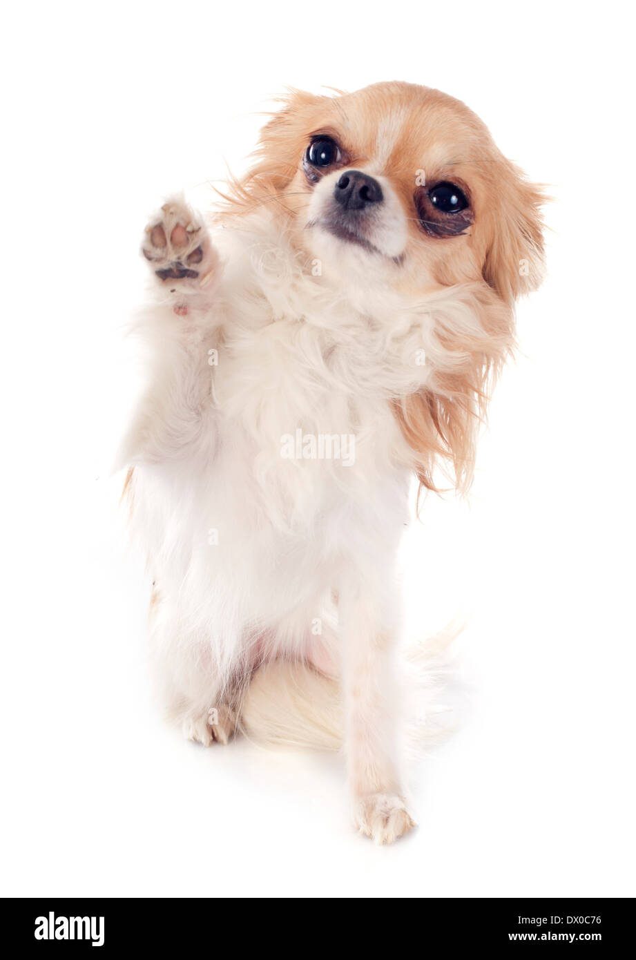 reinrassiger Chihuahua vor weißem Hintergrund Stockfoto