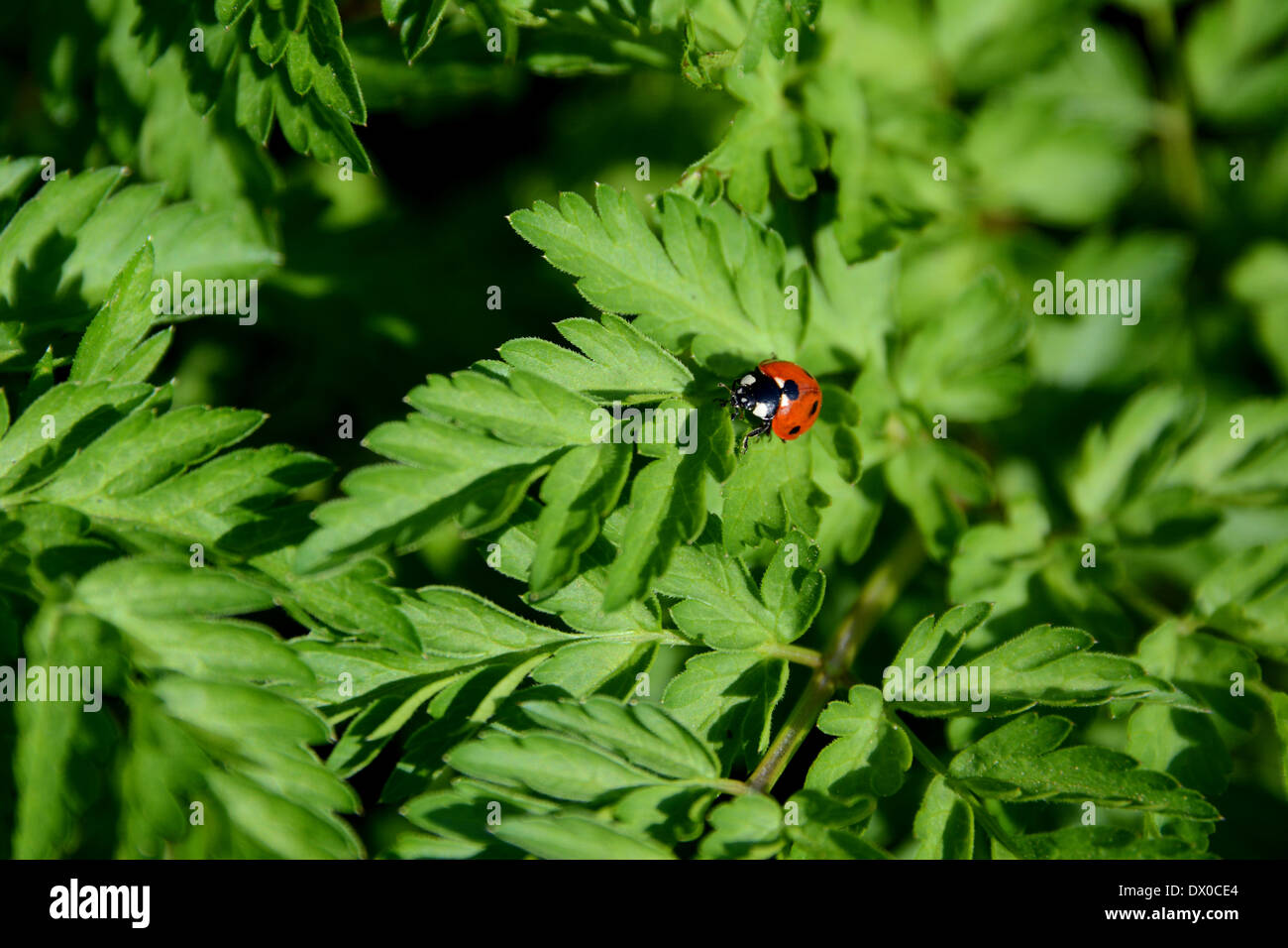 Nahaufnahme von einem Marienkäfer auf den Blättern von Queen Anne es Lace Stockfoto