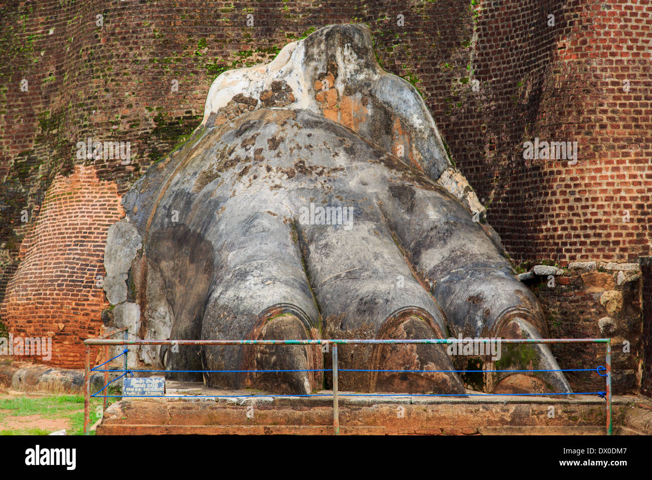 Löwen Pfote in Sigiriya, Sri Lanka Stockfoto