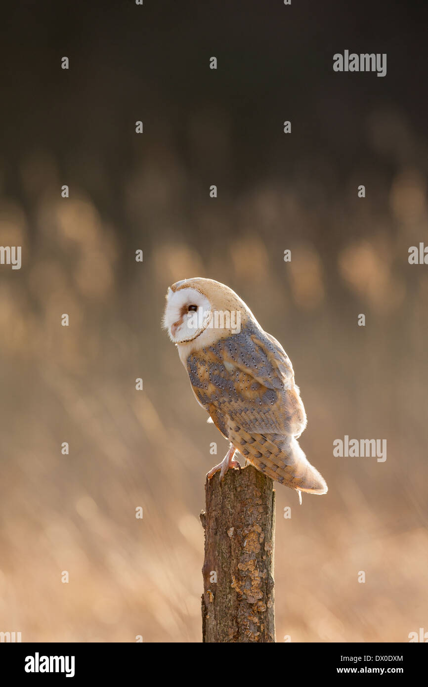 Schleiereule (Tyto) thront auf einem Baumstumpf Stockfoto