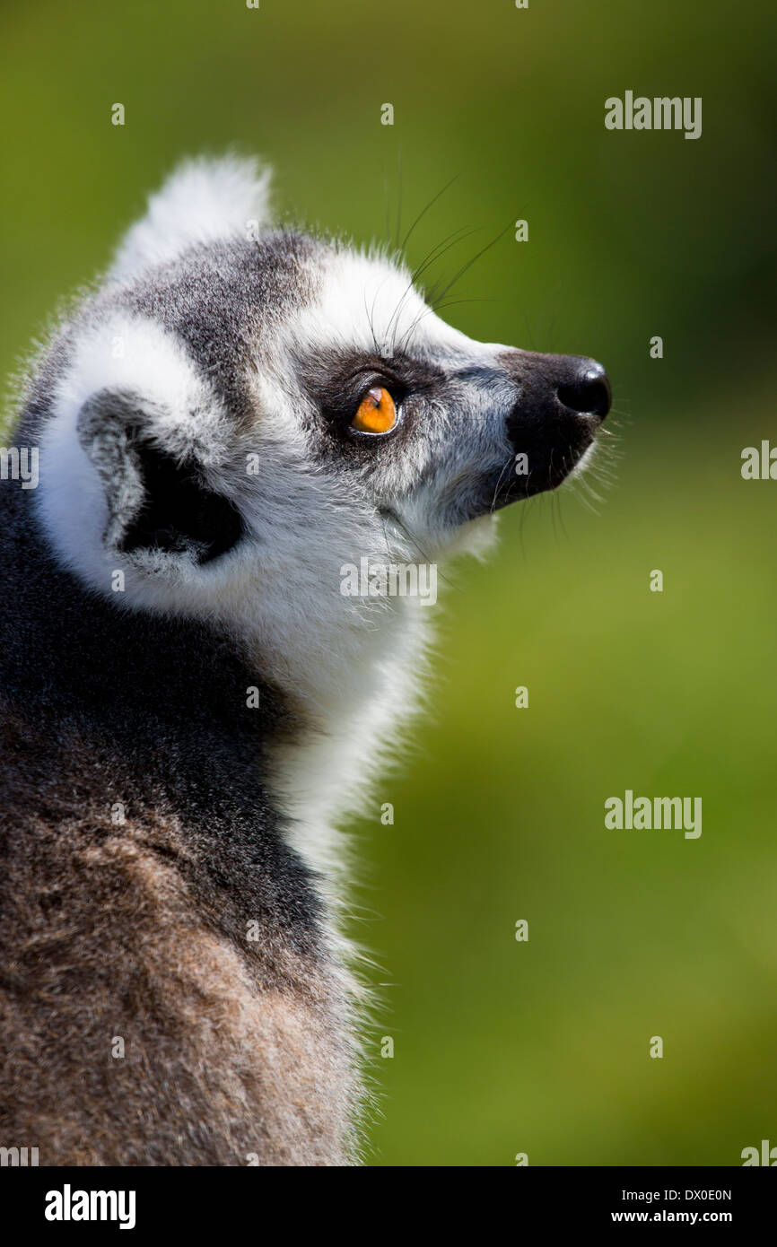 Ring-Tailed Lemur Stockfoto