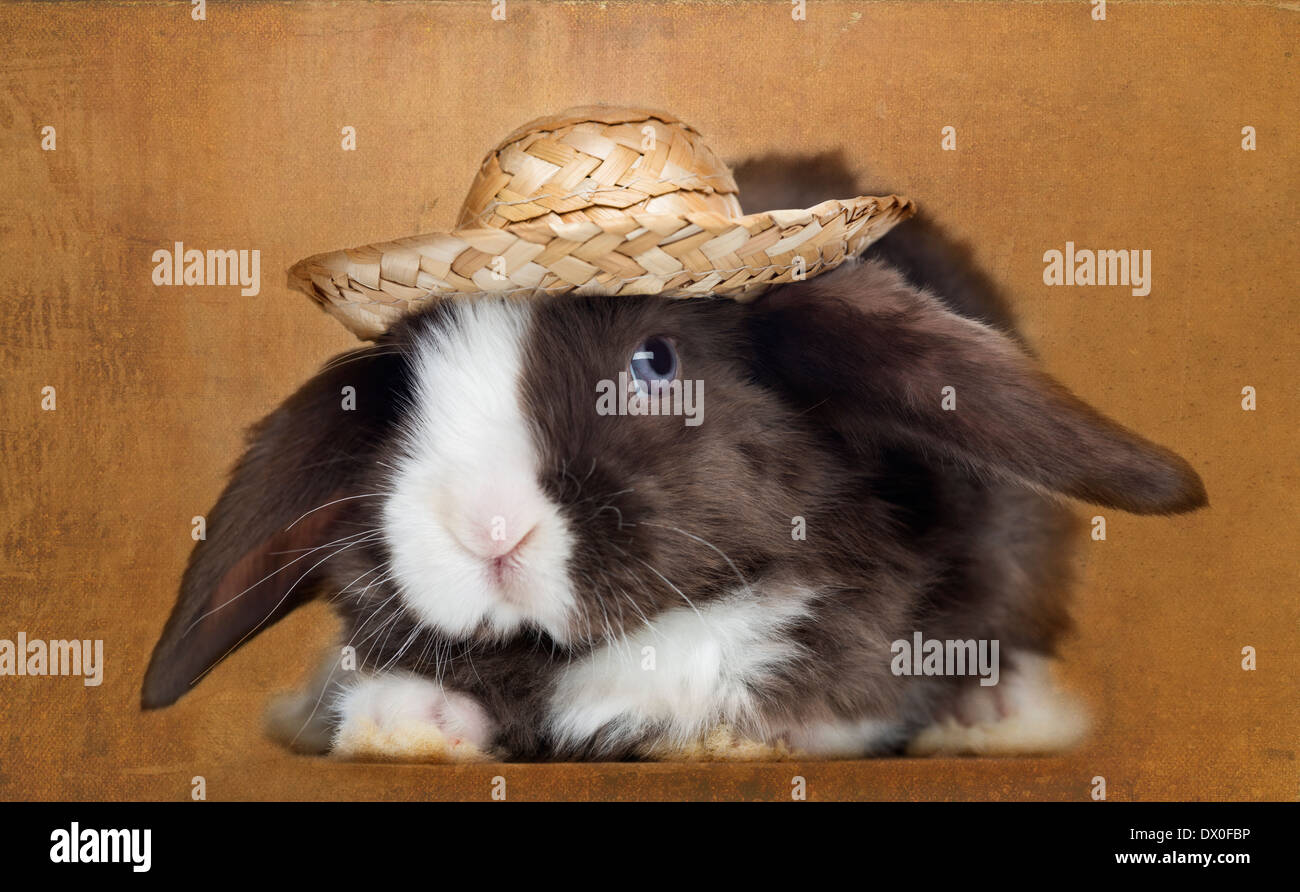 Satin Mini Lop Hase schaut mit einem Strohhut auf braune Vintage-Hintergrund Stockfoto