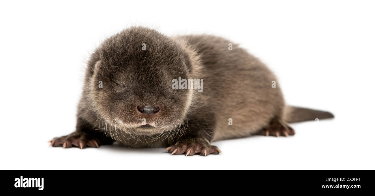 Otter pup, hinlegen, Augen geschlossen, 4 Wochen alt, Lutra Lutra, vor weißem Hintergrund Stockfoto