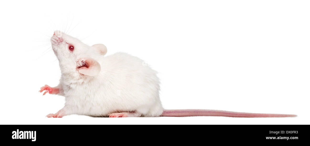 Seitenansicht einer weißen Albino Maus nachschlagen, Mus Musculus, vor weißem Hintergrund Stockfoto