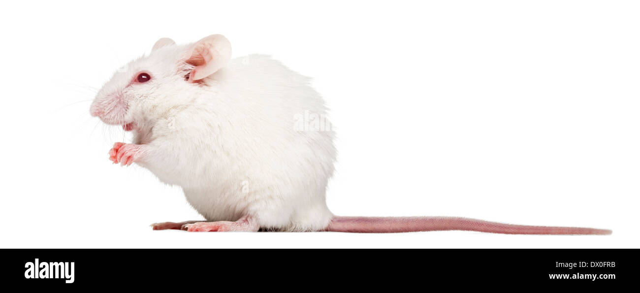 Seitenansicht einer weißen Albino Maus sitzend, Mus Musculus, vor weißem Hintergrund Stockfoto