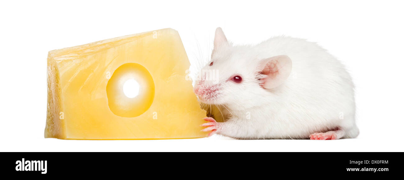 Albino weiße Maus essen Käse, Mus Musculus, vor weißem Hintergrund Stockfoto