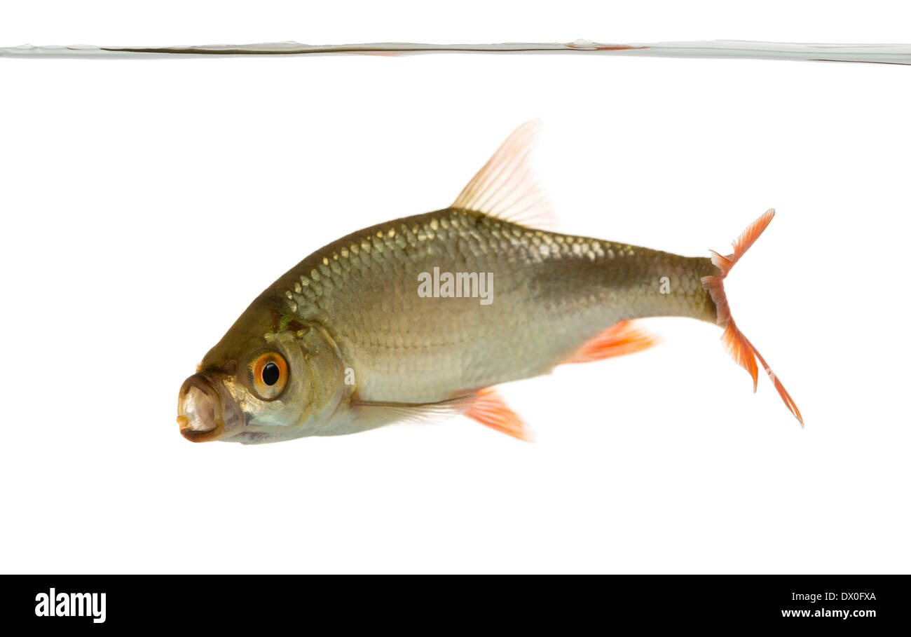 Seitenansicht von einem gemeinsamen Roach Schwimmen unter Wasser-Linie, Mund öffnete, Rutilus Rutilus, vor weißem Hintergrund Stockfoto