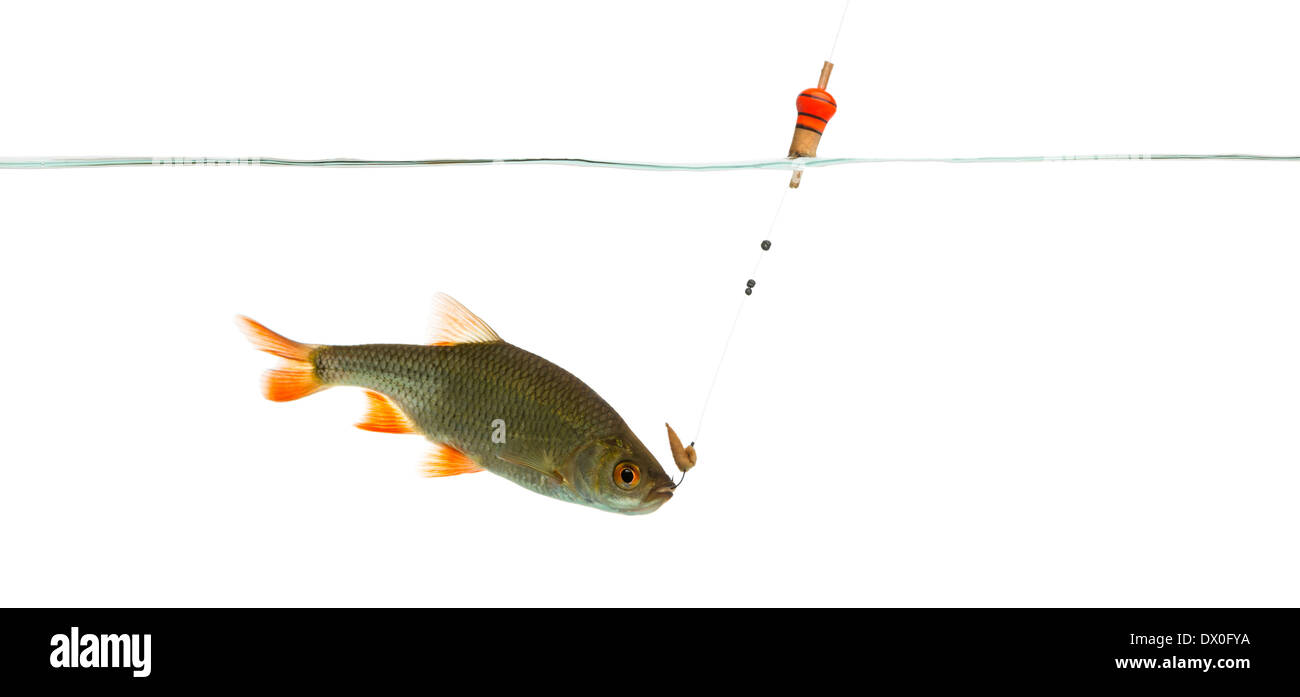 Gemeinsamen Roach unter Wasser gefangen an einem Haken, Rutilus Rutilus, vor weißem Hintergrund Stockfoto