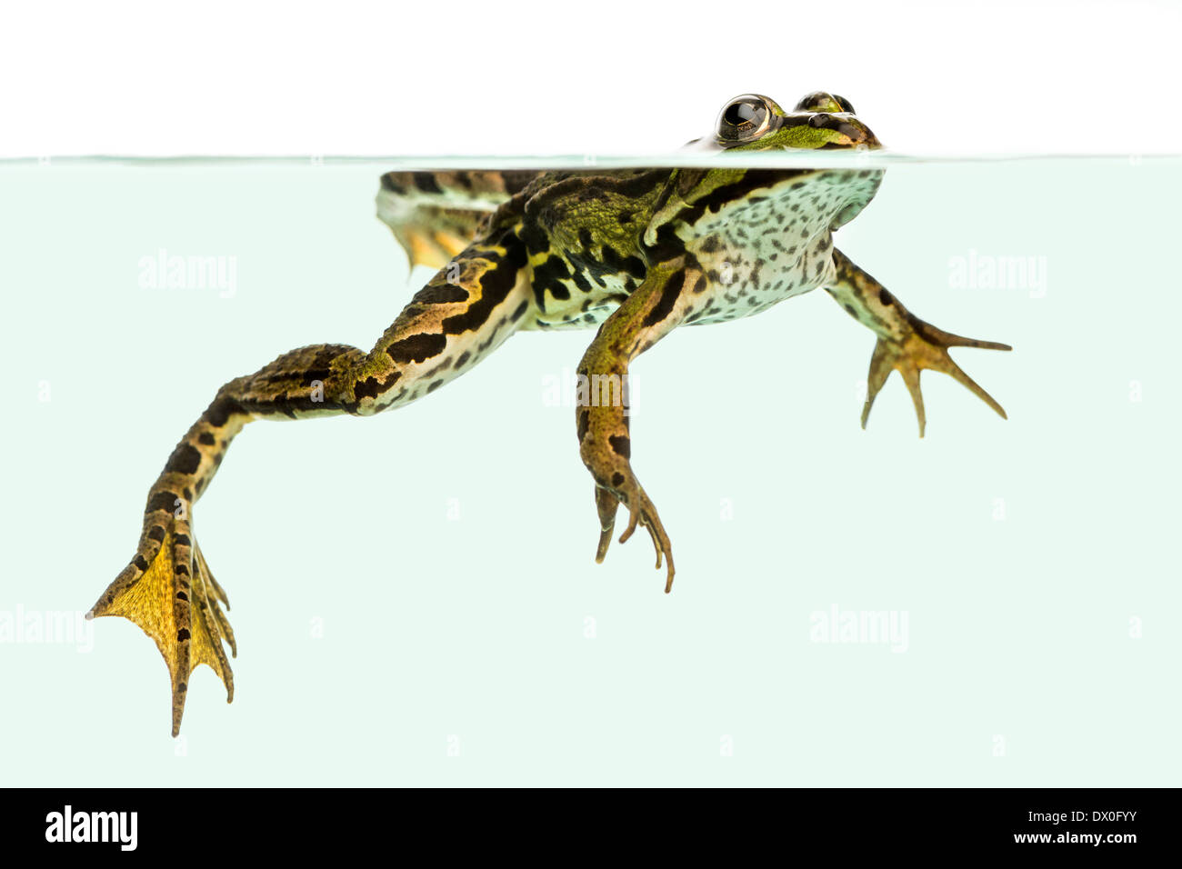 Essbare Frosch schwimmen an der Oberfläche, Ansicht von unten, außer kl. Esculentus, vor weißem Hintergrund Stockfoto