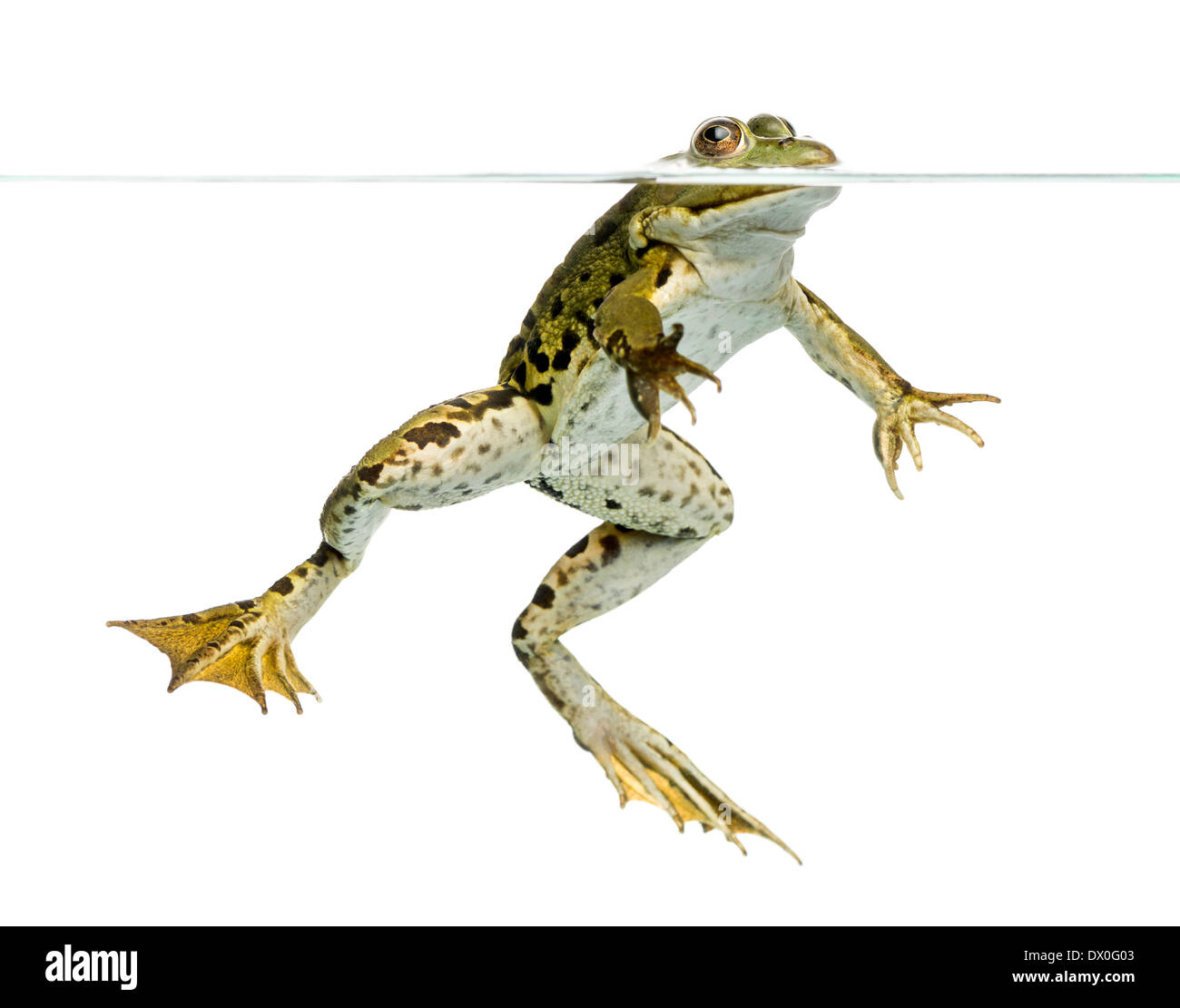 Frosch schwimmen Ausgeschnittene Stockfotos und -bilder - Alamy