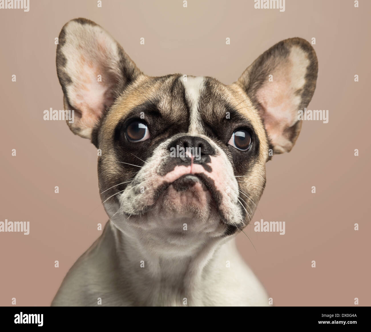 Eine französische Bulldogge auf Beige Hintergrund in Nahaufnahme Stockfoto