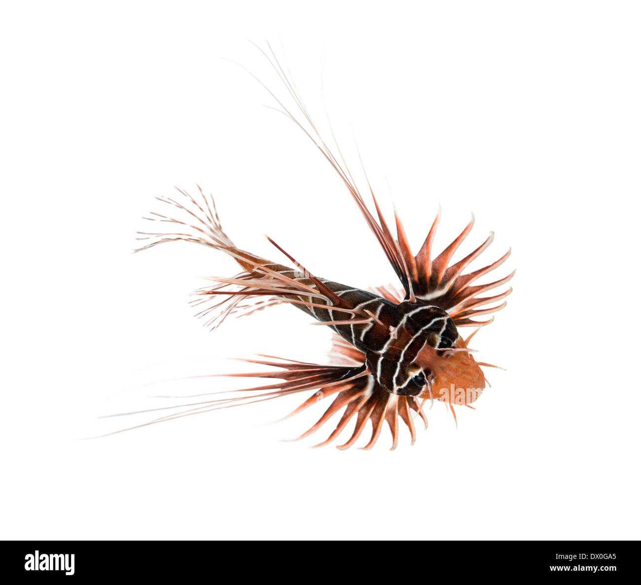 Draufsicht der Broadbarred Firefish, Pterois Antennata, vor weißem Hintergrund Stockfoto