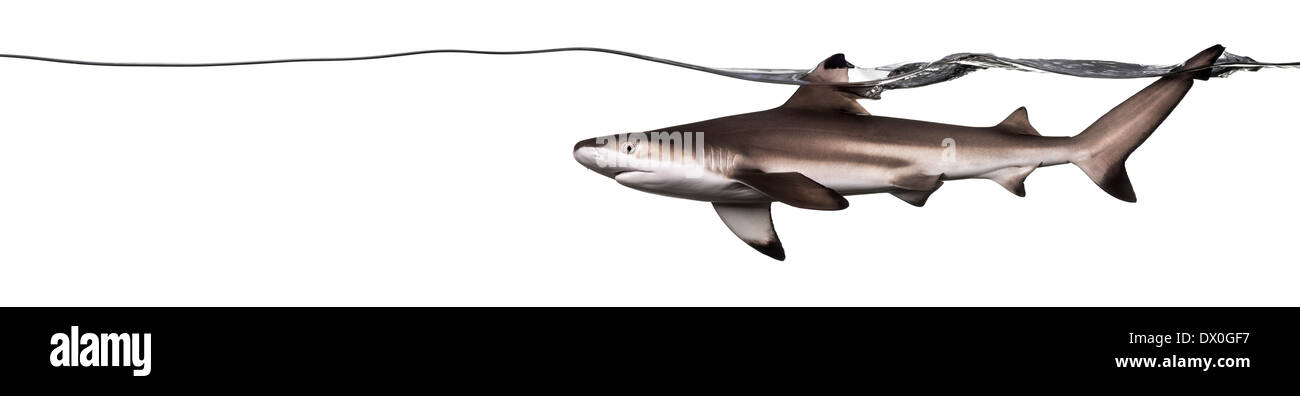 Schwarzspitzen-Riffhaie Schwimmen unter Wasser-Linie, Carcharhinus Melanopterus, vor weißem Hintergrund Stockfoto