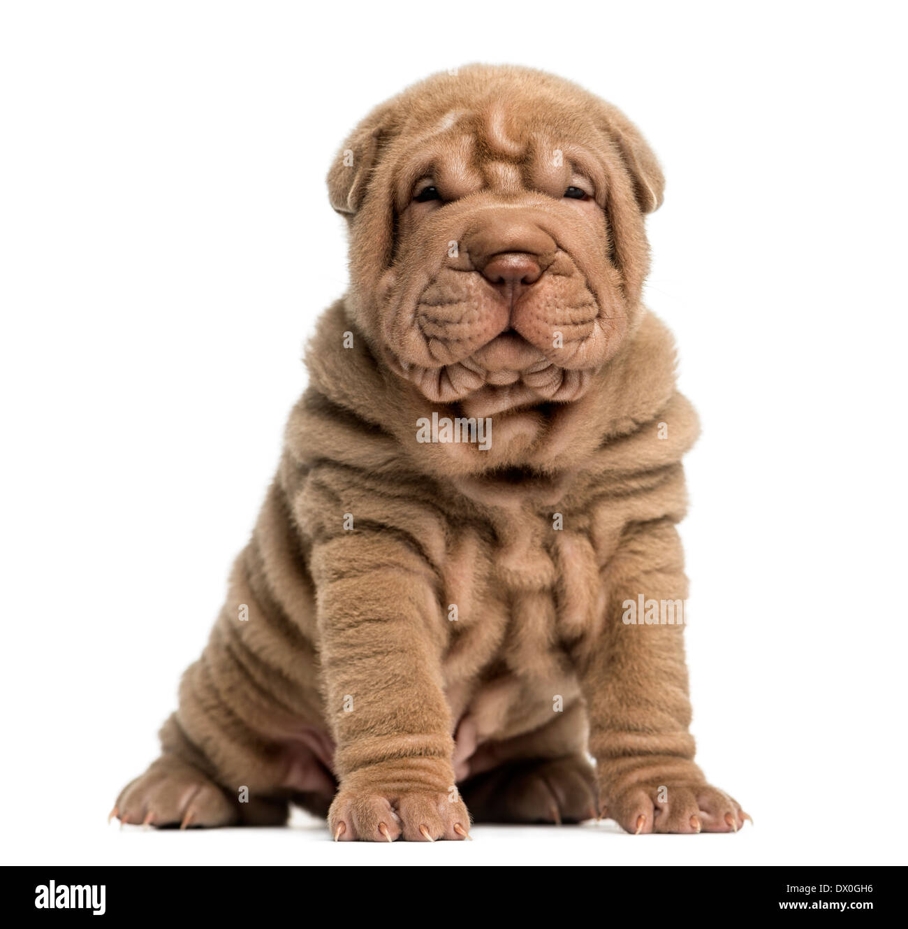 Shar Pei Welpen sitzen, schaut in die Kamera vor weißem Hintergrund Stockfoto
